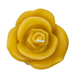 Rosa grande