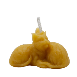 Gattini